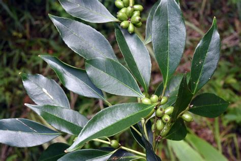 四川灰木|福星花園: 四川灰木